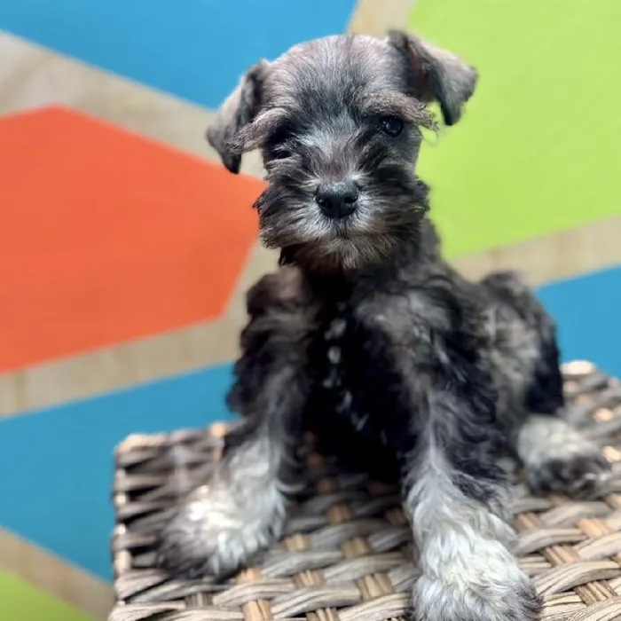Female Mini Schnauzer Puppy for Sale in Rogers, AR
