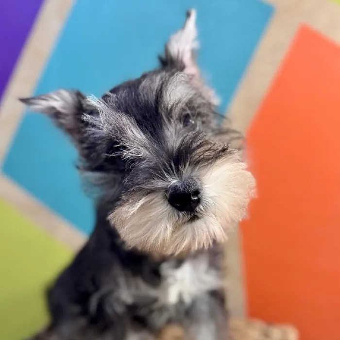Female Mini Schnauzer puppy named Peppa for sale at Petland Rogers.