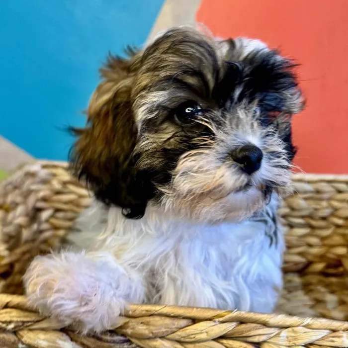 Female Teddy Bear Puppy for Sale in Rogers, AR