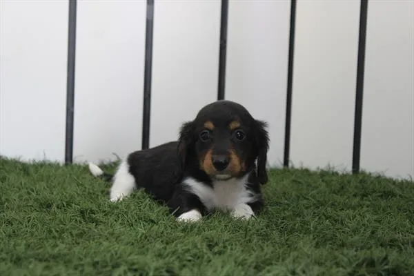 Male Dachshund puppy named Darby for sale at Petland Rogers.