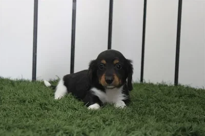 Male Dachshund puppy named Darby for sale at Petland Rogers.
