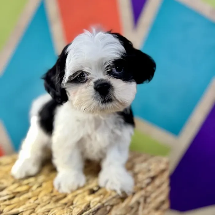 Male Shih Tzu Puppy for Sale in Rogers, AR