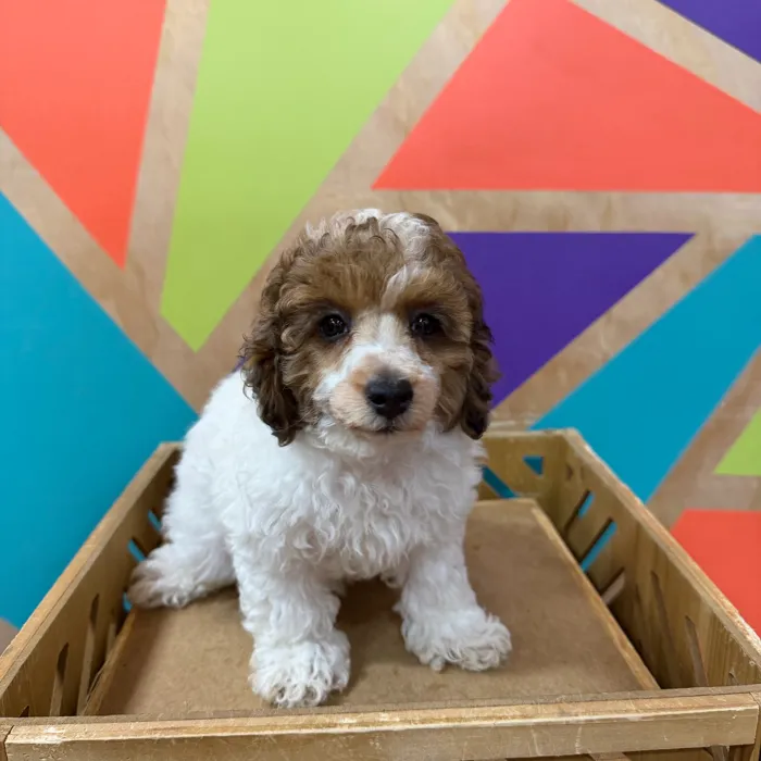 Female Mini Poodle puppy named Dahlia for sale at Petland Joplin.