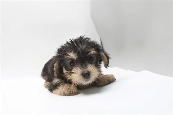 Female Morkie puppy named Helen for sale at Petland Rogers.