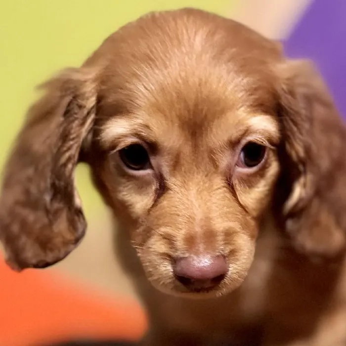 Female Mini Dachshund Puppy for Sale in Joplin, MO