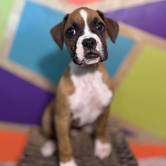Male Boxer Puppy for Sale in Rogers, AR