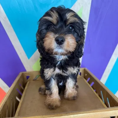 Female Cavapoo Puppy for Sale in Rogers, AR
