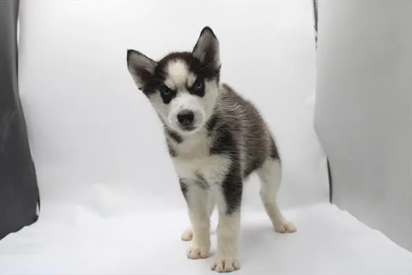 Male Siberian Husky puppy for sale at Petland Joplin.