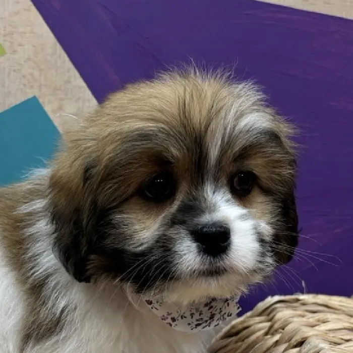 Male Lhasa Apso puppy named Poncho for sale at Petland Wichita West.