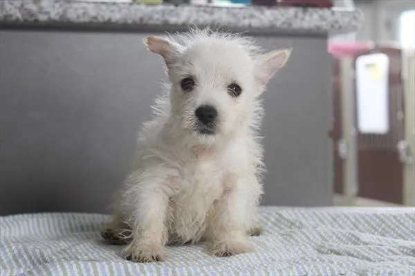 Female West Highland White Terrier puppy named Winter for sale at Petland Joplin.
