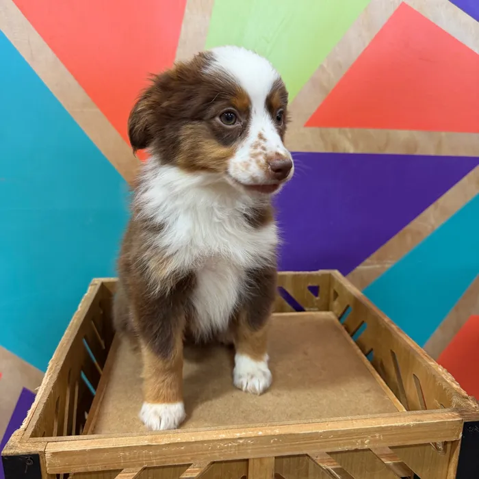 Female Mini Aussie puppy named Maya for sale at Petland Joplin.