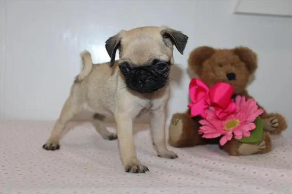 Female Pug puppy for sale at Petland Rogers.