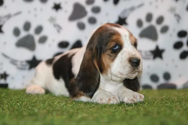 Female Basset Hound puppy for sale at Petland Joplin.