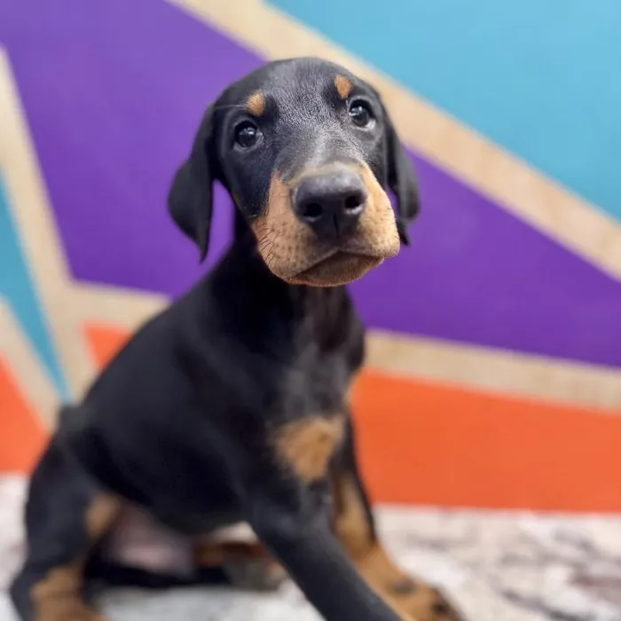 Male Doberman Pinscher puppy named Edward for sale at Petland Joplin.