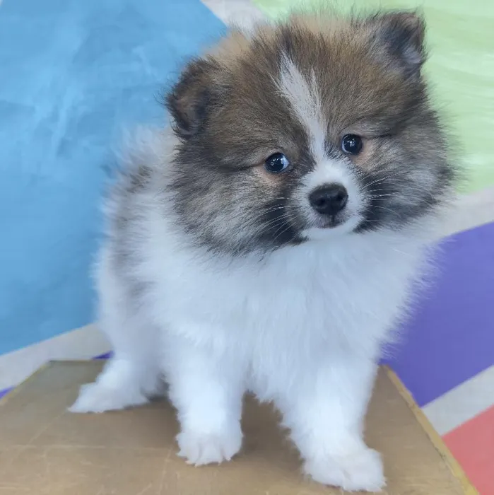Male Pomeranian puppy named Pauly for sale at Petland Fayetteville.