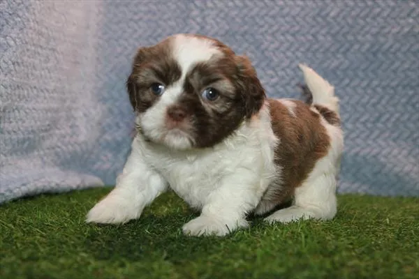 Female Shih Tzu puppy named Carly for sale at Petland Wichita West.
