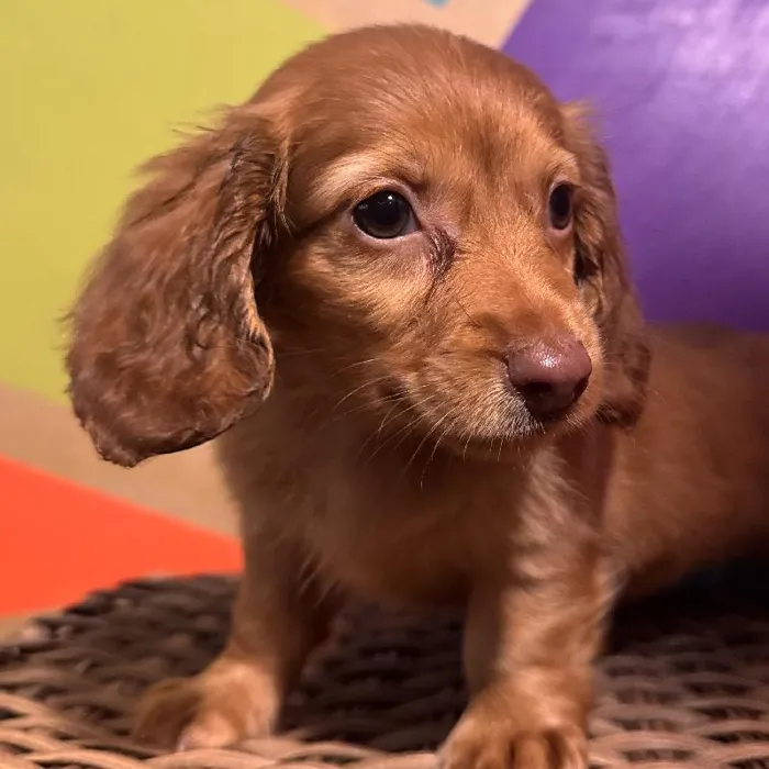Female Mini Dachshund Puppy for Sale in Joplin, MO