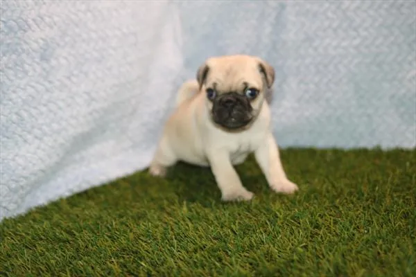 Male Pug puppy named Dale for sale at Petland Rogers.