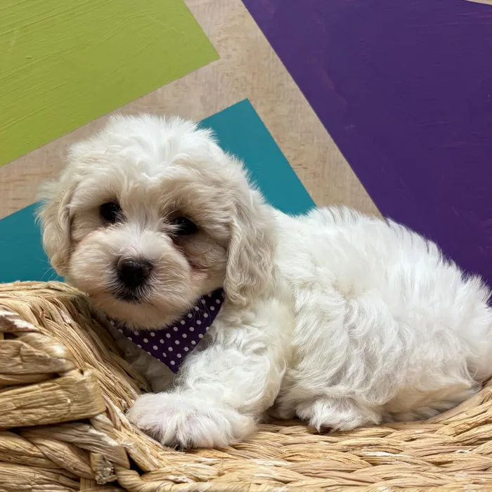 Female Daisy Dog puppy named Winn-Dixie for sale at Petland Wichita West.