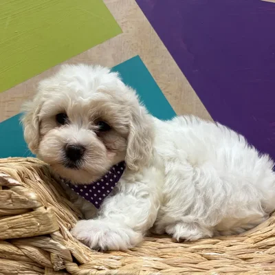 Female Daisy Dog puppy named Winn-Dixie for sale at Petland Wichita West.