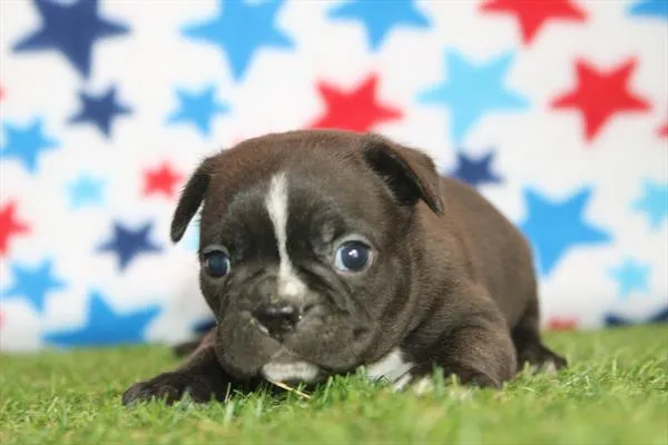 Male Frenchton puppy for sale at Petland Fayetteville.