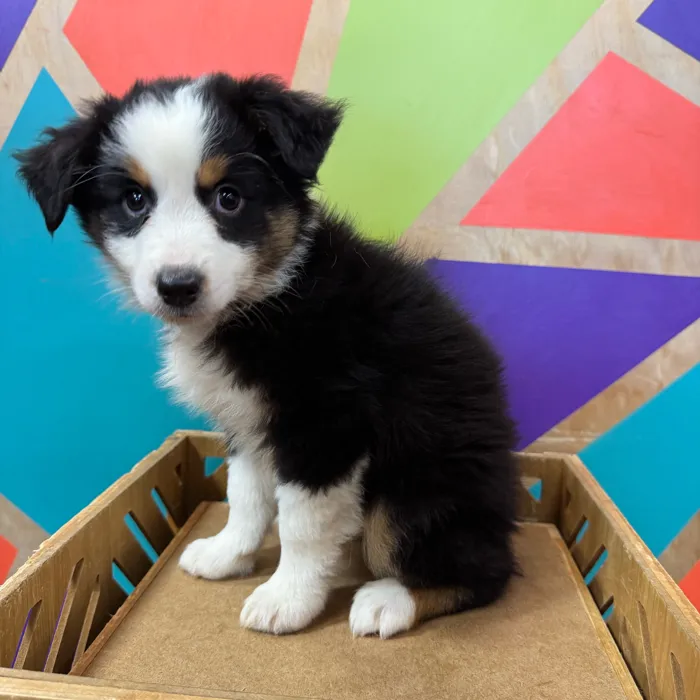 Female Miniature American Shepherd puppy for sale at Petland Joplin.