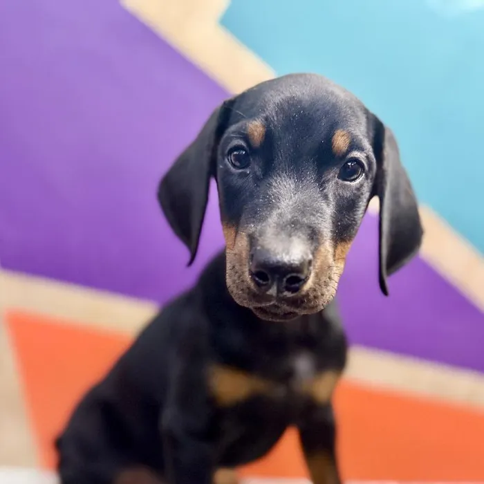 Male Doberman Pinscher puppy named Warren for sale at Petland Fayetteville.
