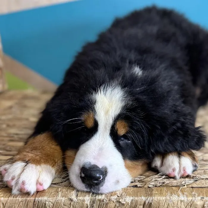 Male Bernese Mountain Dog Puppy for Sale in Rogers, AR