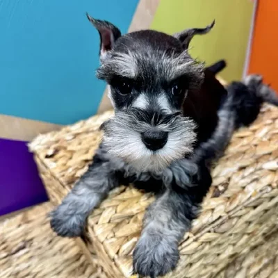 Female Mini Schnauzer Puppy for Sale in Rogers, AR