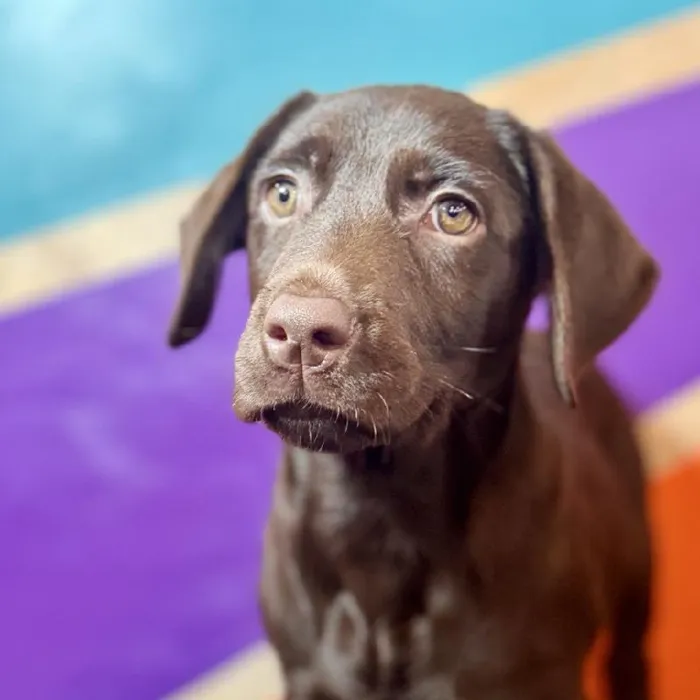 Female Labrador Retriever puppy named Beverly for sale at Petland Fayetteville.