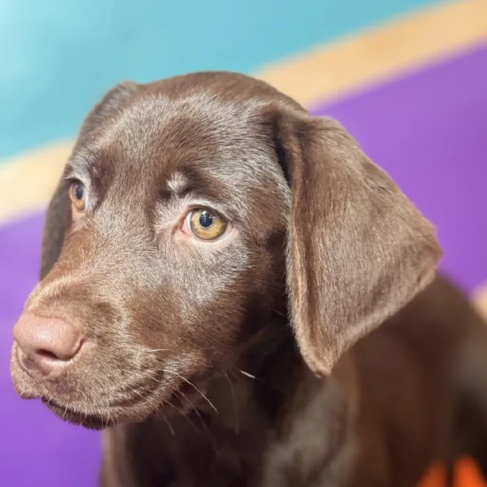 Female Labrador Retriever puppy named Beverly for sale at Petland Fayetteville.
