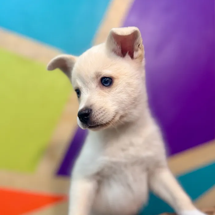 Male Alaskan Klee Kai puppy named James for sale at Petland Rogers.