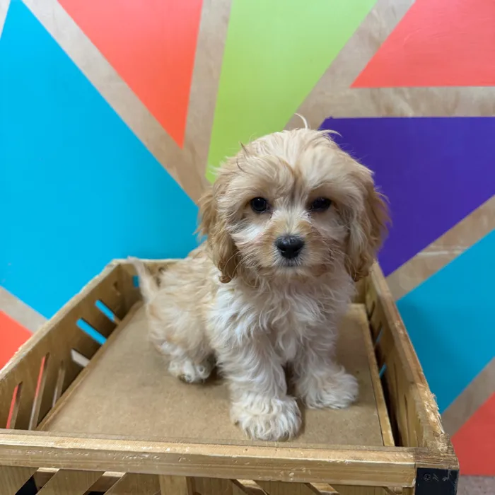 Male Cavachon puppy named Harry for sale at Petland Joplin.
