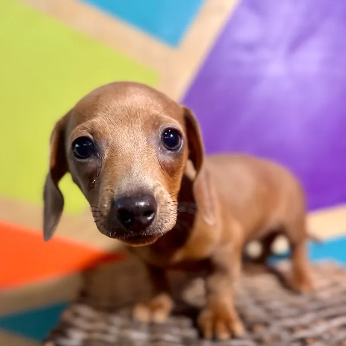 Female Mini Dachshund puppy named Vienna for sale at Petland Fayetteville.