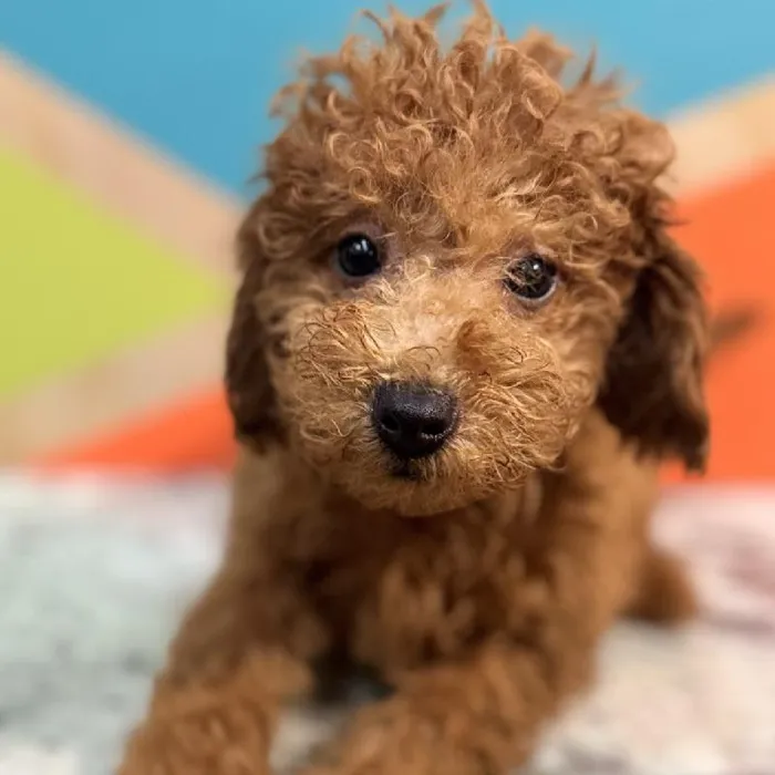 Female F1B Mini Goldendoodle Puppy for Sale in Joplin, MO
