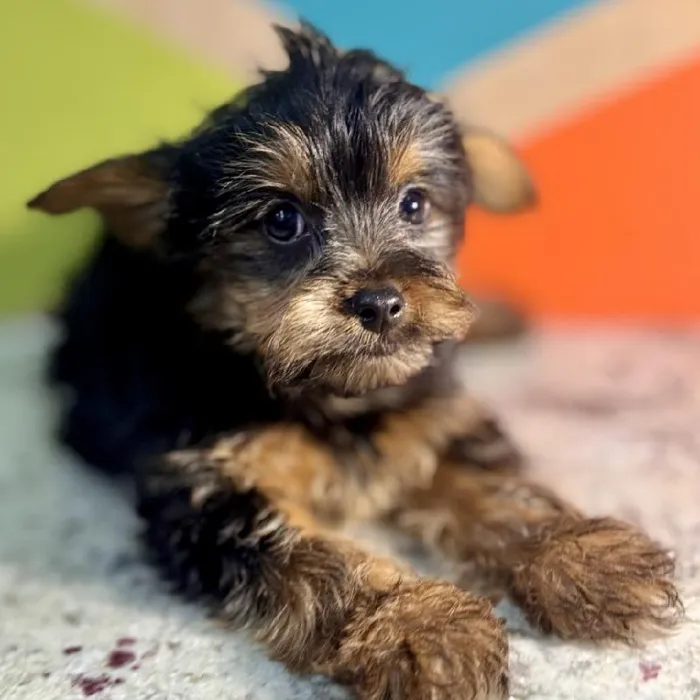 Male Yorkie Puppy for Sale in Rogers, AR