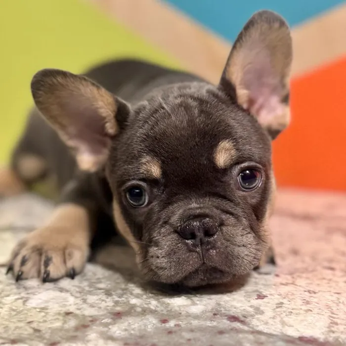 Male French Bulldog Puppy for Sale in Rogers, AR