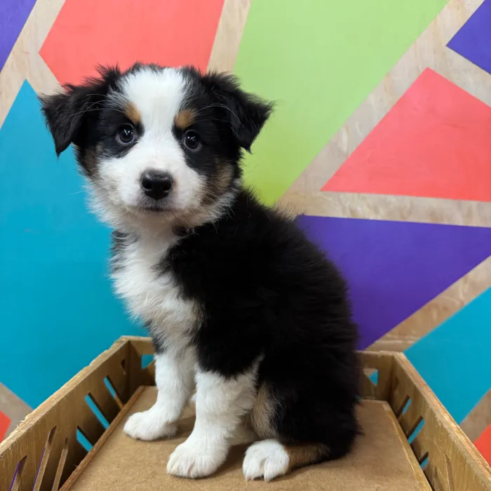 Female Miniature American Shepherd puppy for sale at Petland Joplin.