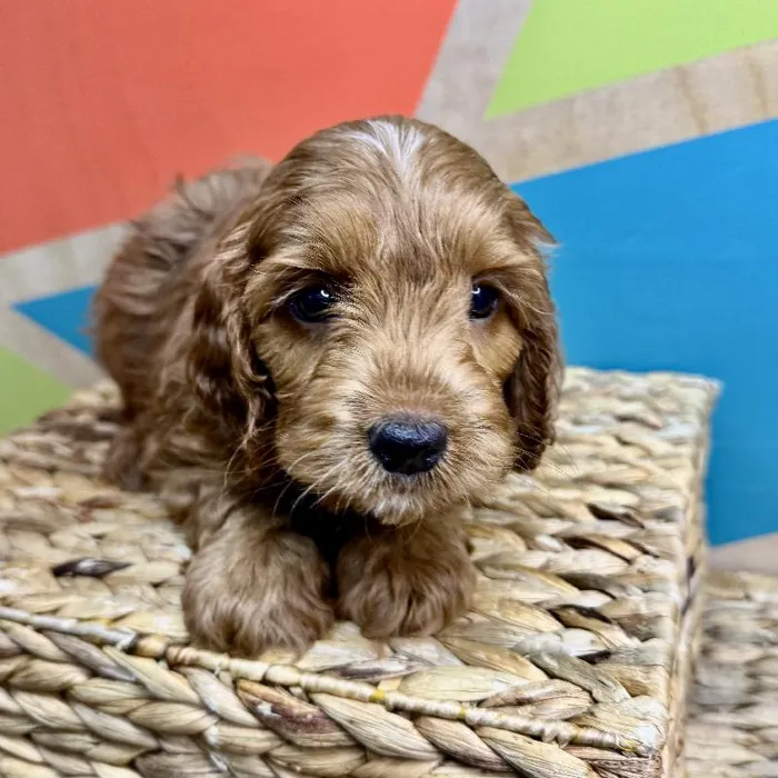 Male Cockapoo Puppy for Sale in Rogers, AR