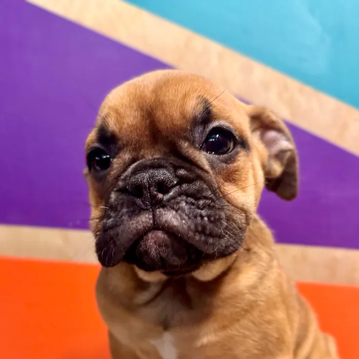 Female Victorian Bulldog puppy for sale at Petland Fayetteville.