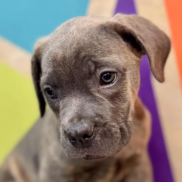 Female Cane Corso puppy named Astrid for sale at Petland Rogers.