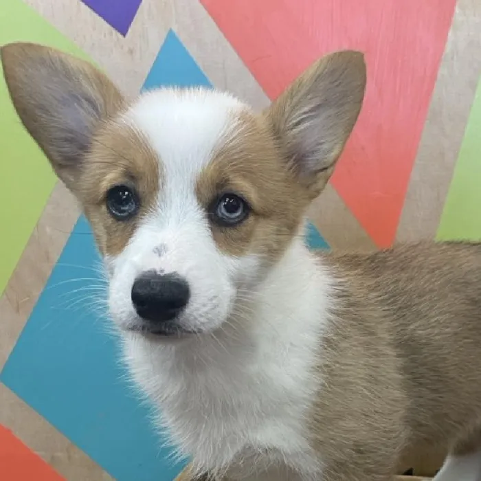 Female Pembroke Welsh Corgi puppy named Tilly for sale at Petland Joplin.