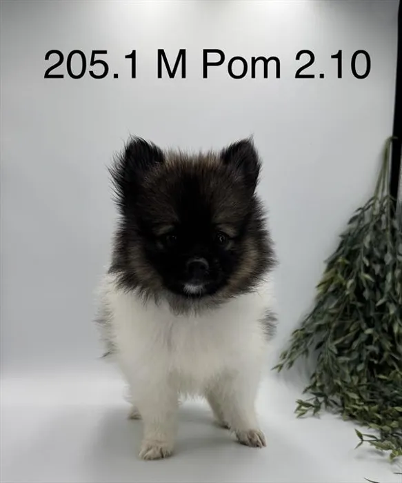 Male Pomeranian puppy for sale at Petland Joplin.