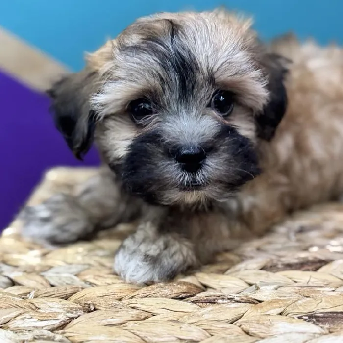 Female Teddy Bear Puppy for Sale in Joplin, MO