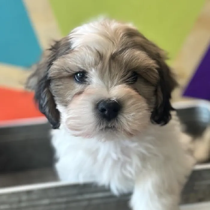 Male Teddy Bear Puppy for Sale in Rogers, AR
