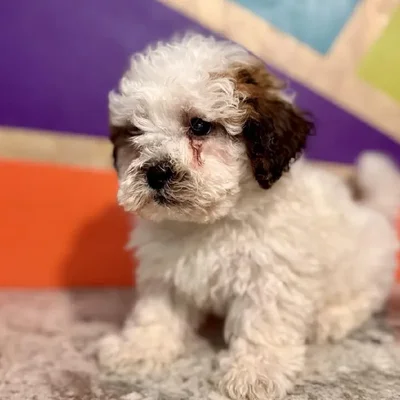 Male Teddy Bear Puppy for Sale in Rogers, AR