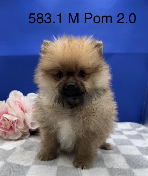 Male Pomeranian puppy for sale at Petland Wichita West.