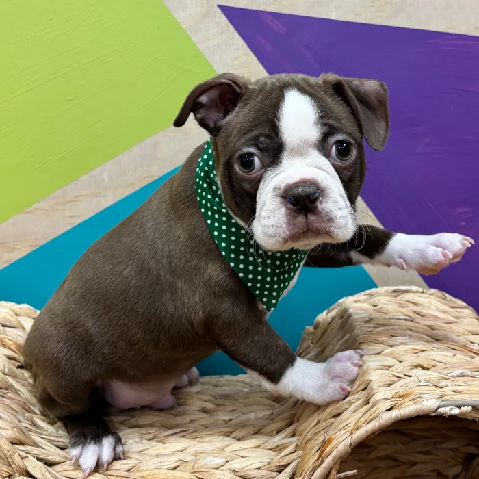 Male Boston Terrier puppy named Thomas for sale at Petland Wichita West.