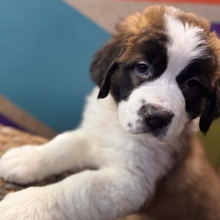 Female Saint Bernard Puppy for Sale in Rogers, AR