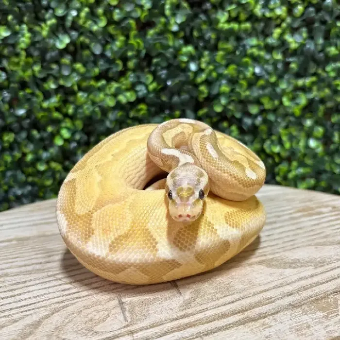 Male Ball Python reptile for sale at Petland Joplin.